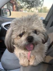 Found/Stray Male Dog last seen 51st street and McDowell , Phoenix, AZ 85008