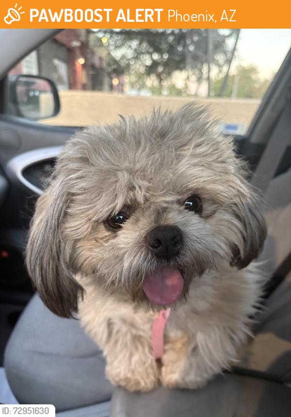 Found/Stray Male Dog last seen 51st street and McDowell , Phoenix, AZ 85008