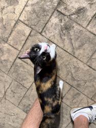Found/Stray Unknown Cat last seen Sweet Cicely Ct, Houston, TX 77059