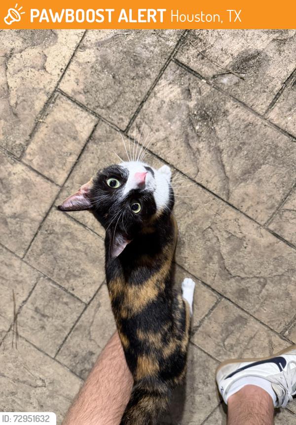 Found/Stray Unknown Cat last seen Sweet Cicely Ct, Houston, TX 77059