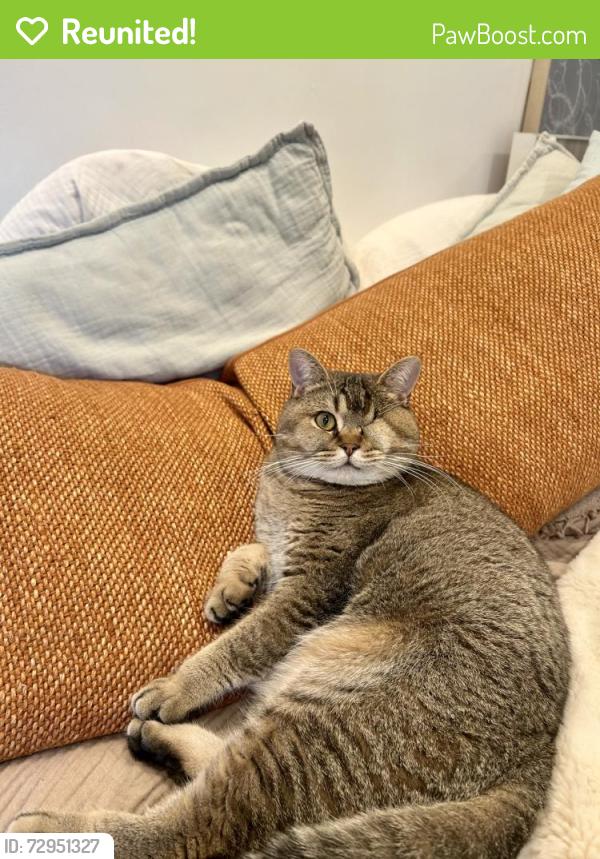 Reunited Male Cat last seen Near n mentor ave, Pasadena, CA 91104