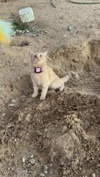 Lost Female Cat last seen L8 and 20th, Lancaster, CA 93534