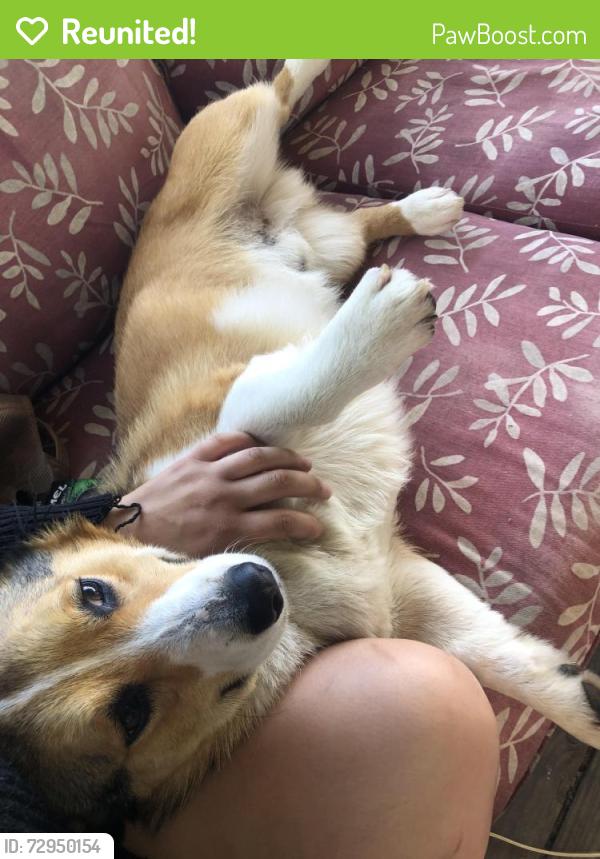 Reunited Male Dog last seen Near state route 534 middlefield ohio 44062, Middlefield, OH 44062
