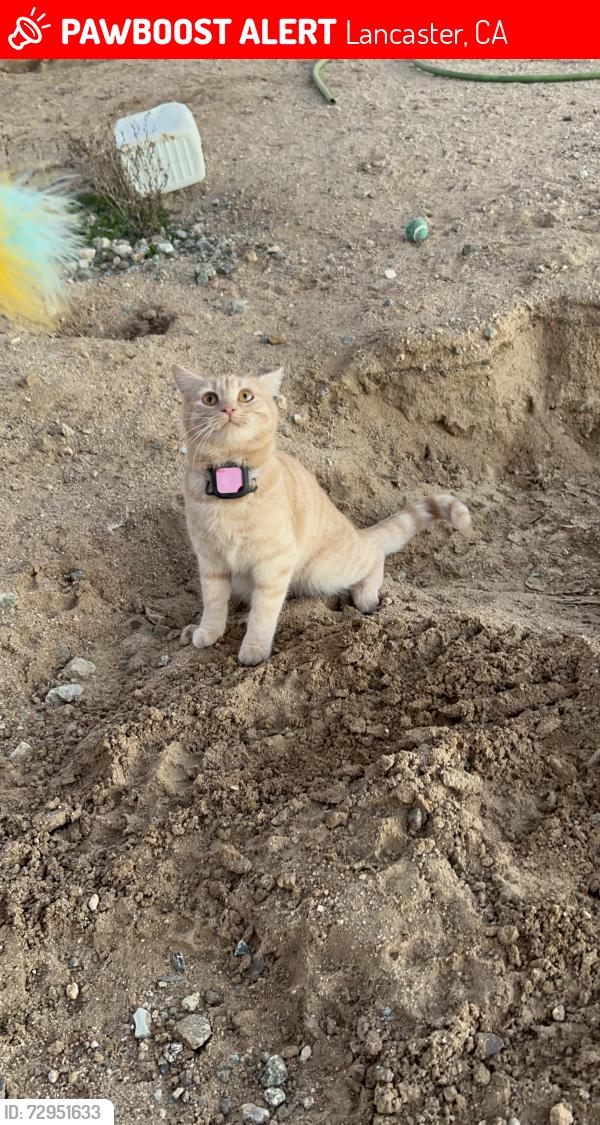 Lost Female Cat last seen L8 and 20th, Lancaster, CA 93534