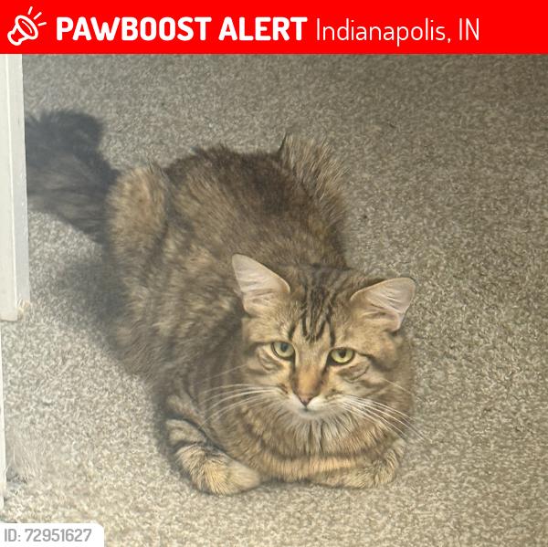 Lost Male Cat last seen southwestway park trails in the decatur area off of mann road, Indianapolis, IN 46221