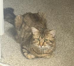Lost Male Cat last seen southwestway park trails in the decatur area off of mann road, Indianapolis, IN 46221