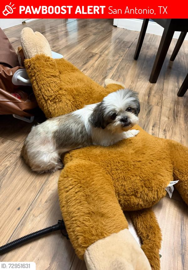 Lost Female Dog last seen Esquina Walton y De Soto San Antonio Tx, San Antonio, TX 78225