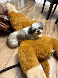 Lost Female Dog last seen Esquina Walton y De Soto San Antonio Tx, San Antonio, TX 78225