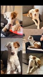 Lost Female Dog last seen Heading west baseline , Phoenix, AZ 85041