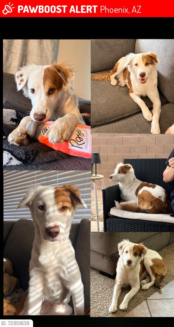 Lost Female Dog last seen Heading west baseline , Phoenix, AZ 85041