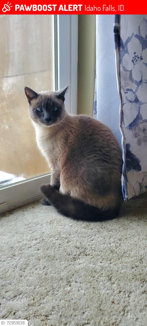 Lost Female Cat last seen Motel west, Idaho Falls, ID 83402