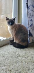 Lost Female Cat last seen Motel west, Idaho Falls, ID 83402