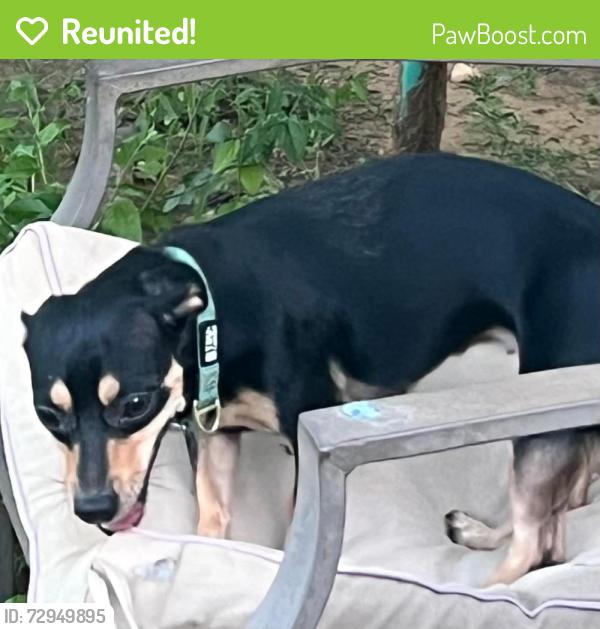 Reunited Female Dog last seen Walgreens, McDonald's , Laredo, TX 78043