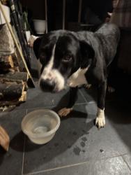 Found/Stray Male Dog last seen S Saint Louis Ave & 21st Street, Tulsa, OK 74114