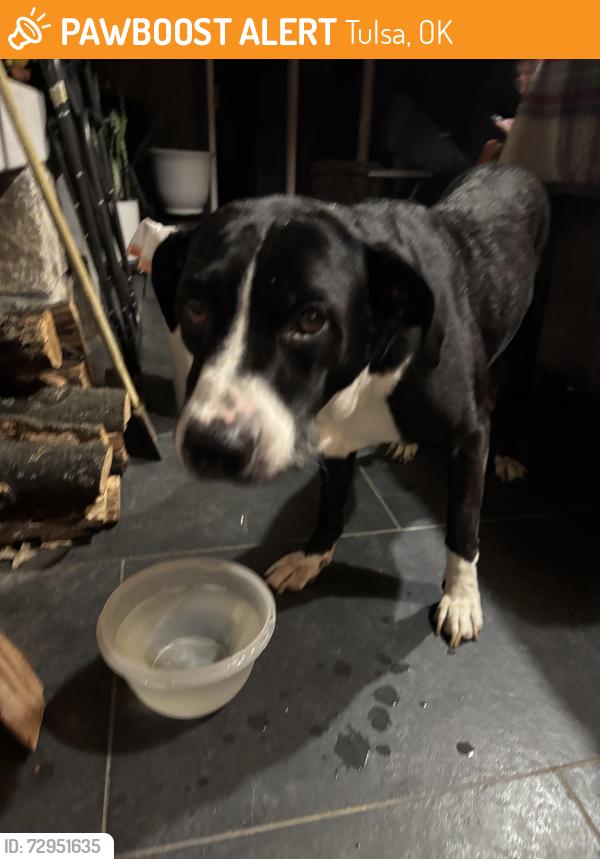 Found/Stray Male Dog last seen S Saint Louis Ave & 21st Street, Tulsa, OK 74114