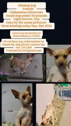 Lost Female Dog last seen By Lincoln middle School and Eureka st, Bakersfield, CA 93305