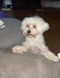 Lost Female Dog last seen The MLS laundromat , Queens, NY 11421