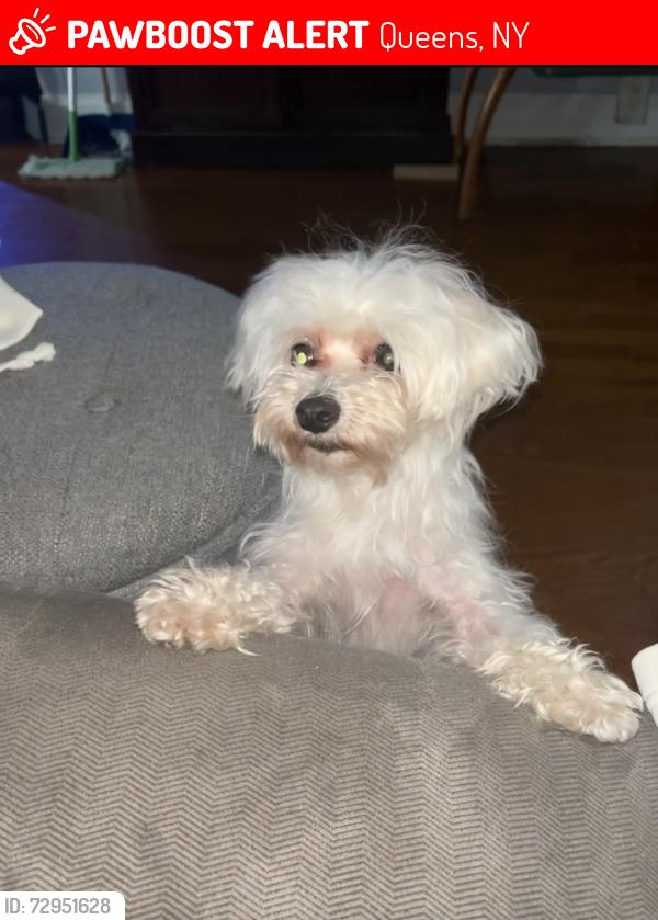 Lost Female Dog last seen The MLS laundromat , Queens, NY 11421