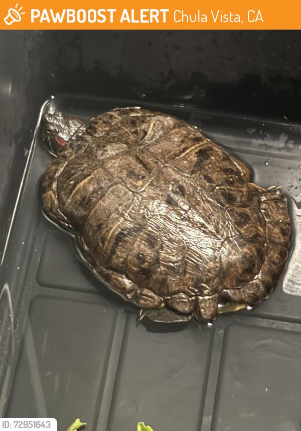 Found/Stray Unknown Reptile last seen Nación and Román way, Chula Vista, CA 91911