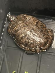 Found/Stray Unknown Reptile last seen Nación and Román way, Chula Vista, CA 91911