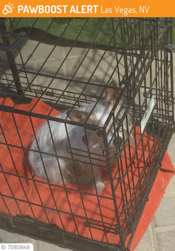 Found/Stray Unknown Dog last seen Russel & Boulder, Las Vegas, NV 89122