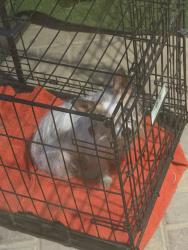 Found/Stray Unknown Dog last seen Russel & Boulder, Las Vegas, NV 89122