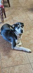 Lost Male Dog last seen Shiloh trail, China Spring, TX 76633