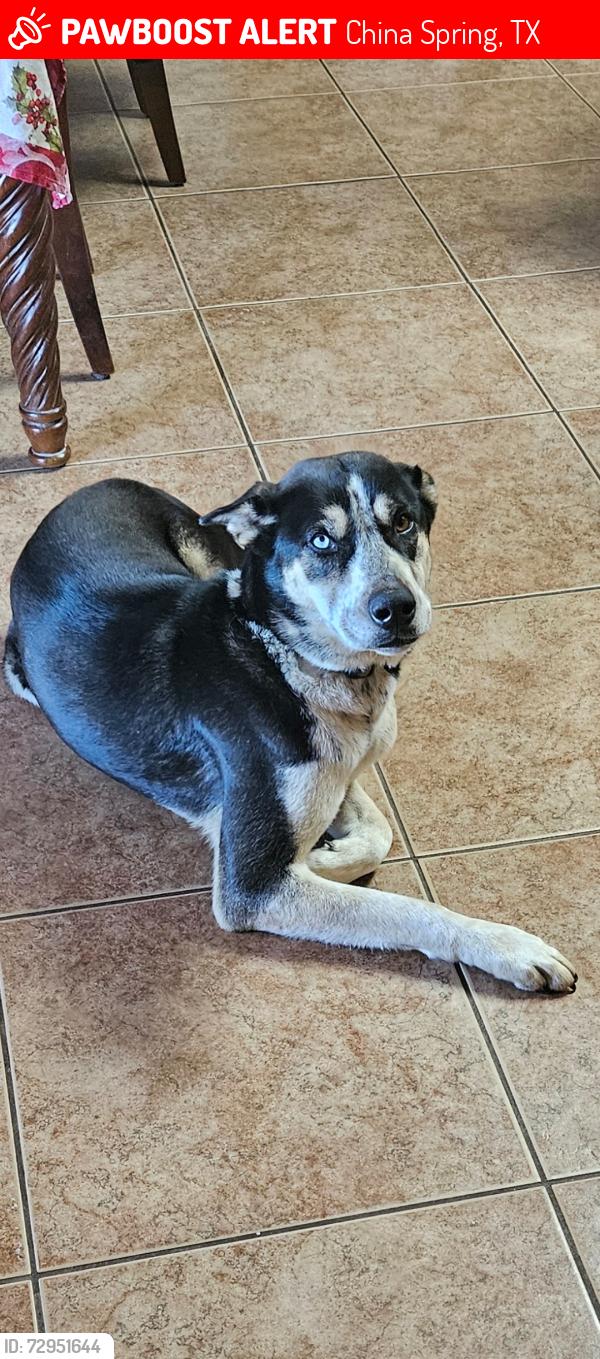 Lost Male Dog last seen Shiloh trail, China Spring, TX 76633