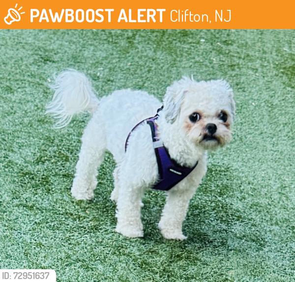 Found/Stray Female Dog last seen Rosalie Ave Clifton , Clifton, NJ 07011