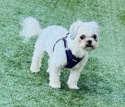 Found/Stray Female Dog last seen Rosalie Ave Clifton , Clifton, NJ 07011