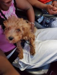 Found/Stray Female Dog last seen Rancho Vista and 11th st , Palmdale, CA 93551