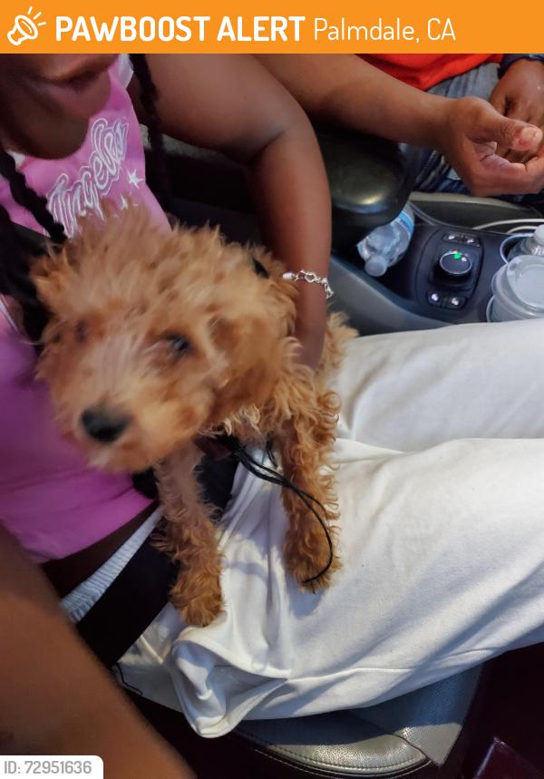 Found/Stray Female Dog last seen Rancho Vista and 11th st , Palmdale, CA 93551