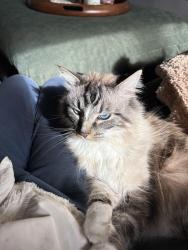 Lost Male Cat last seen Last seen in avenues on 5th in between k and l street , Salt Lake City, UT 84103
