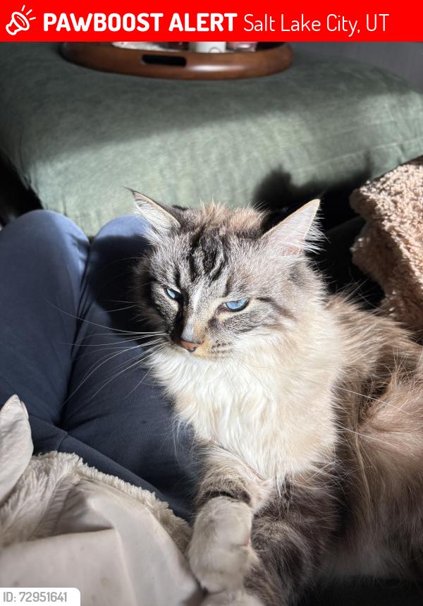 Lost Male Cat last seen Last seen in avenues on 5th in between k and l street , Salt Lake City, UT 84103