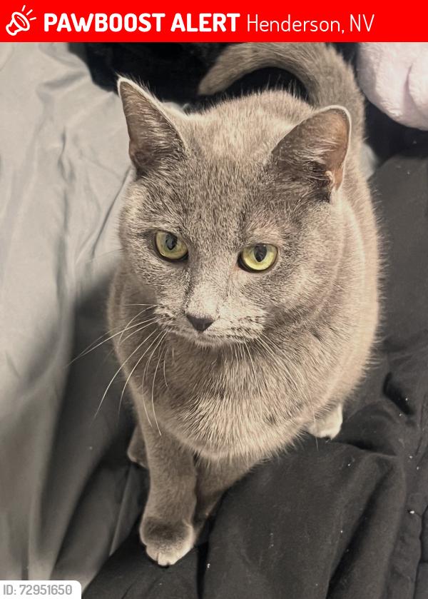 Lost Female Cat last seen Via Contessa, Henderson, NV 89044