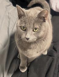 Lost Female Cat last seen Via Contessa, Henderson, NV 89044