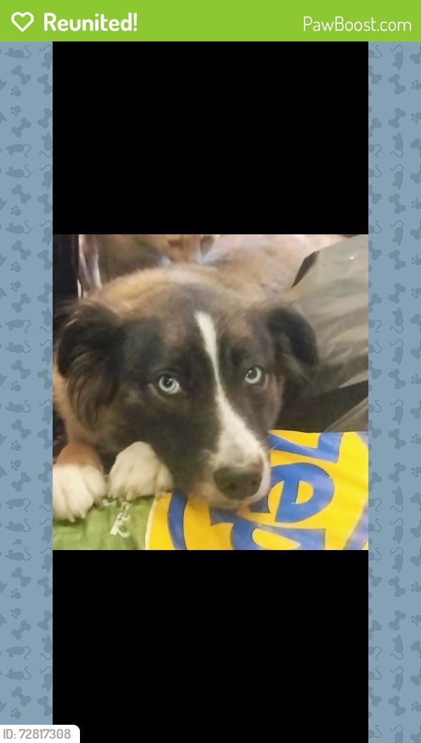 Reunited Female Dog last seen Chalet City Crowley , Crowley, TX 76036