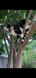Lost Female Cat last seen  McMurry University, Abilene, TX 79605