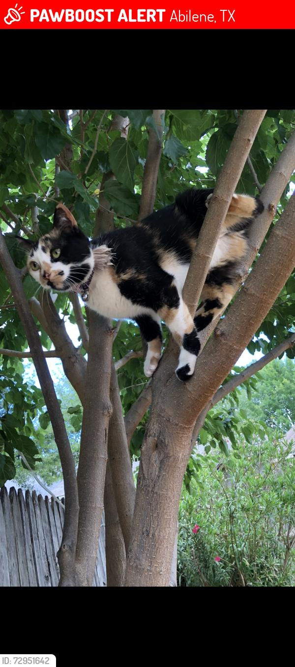 Lost Female Cat last seen  McMurry University, Abilene, TX 79605