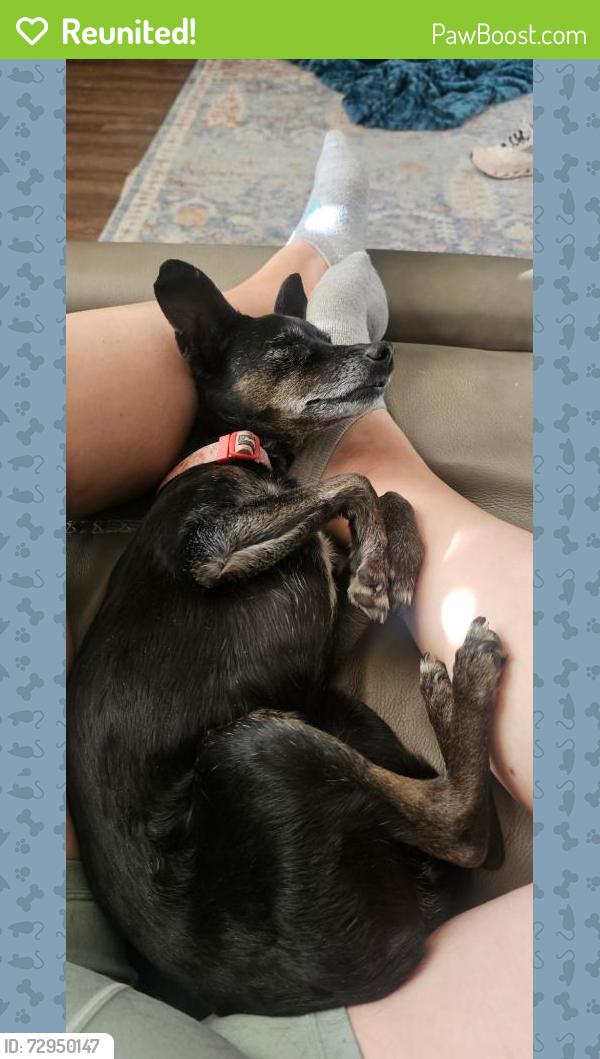 Reunited Female Dog last seen Central and Tulane, Albuquerque, NM 87106