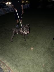 Found/Stray Male Dog last seen Hatteras and vista del monte, Los Angeles, CA 91401