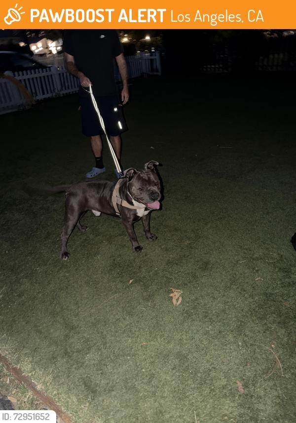 Found/Stray Male Dog last seen Hatteras and vista del monte, Los Angeles, CA 91401