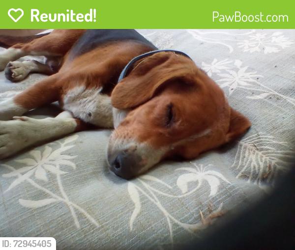 Reunited Male Dog last seen Mazie's Ln. Pinnacle NC   Sauratown Mountain, Stokes County, NC 27043