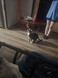 Reunited Female Cat last seen Houdini Elementary school , Appleton, WI 54914
