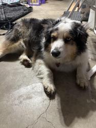 Reunited Male Dog last seen Trott rd and Y hwy , Belton, MO 64012