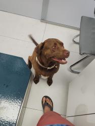 Reunited Female Dog last seen Near Cross Streets SW 167 Ave and SW 72 St, 33193, Miami, FL 33193
