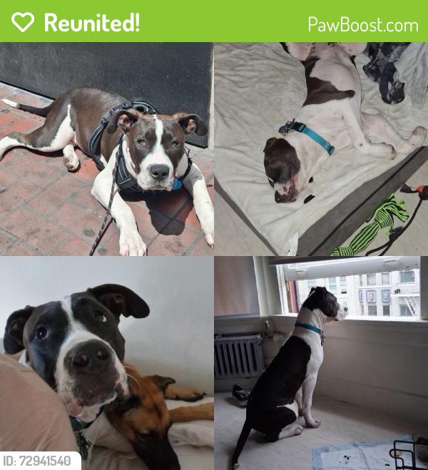 Reunited Male Dog last seen Geary and Larkin , San Francisco, CA 94109