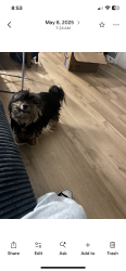 Reunited Female Dog last seen Kelly Street, The Bronx, NY 10455