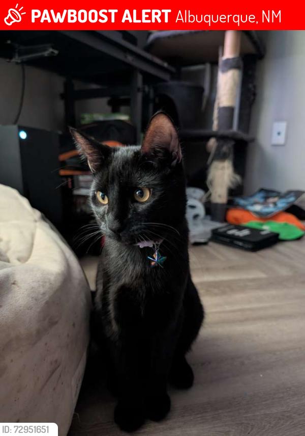 Lost Male Cat last seen Burger king and natural grocers, Albuquerque, NM 87111