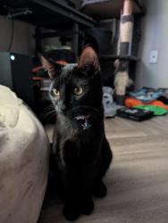Lost Male Cat last seen Burger king and natural grocers, Albuquerque, NM 87111